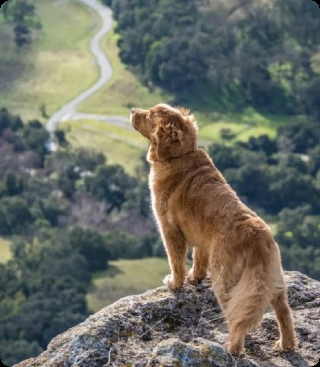 Dog standing on a rocky ledge looking into the horizon