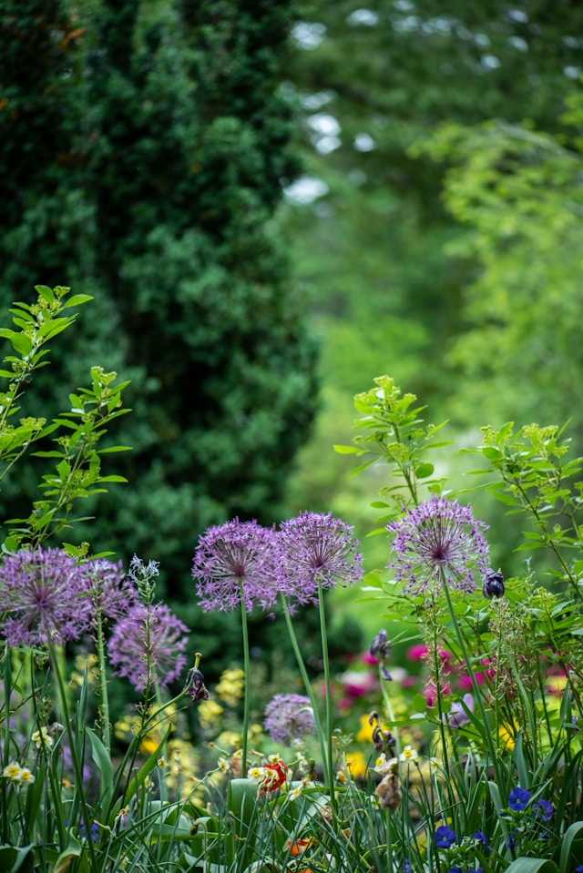 Garden of purple flowers