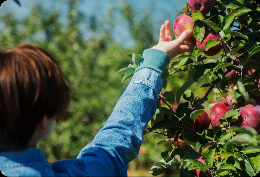 Woman harvesting an apple from an apple tree